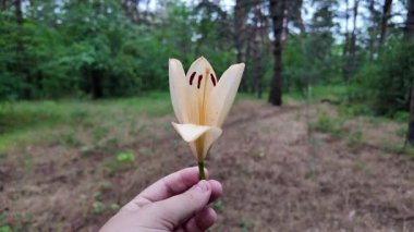 Elinde zambak çiçeği var. Ağır çekim video 4k. Beyaz zambakları elinde tutan kişi. Zambak çiçeği