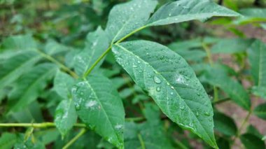 Bahar aylarında yeşil yapraklar ve fındık ağaçları, baharda ceviz ağaçları ve yeşil yapraklar büyür.