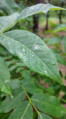 Bahar aylarında yeşil yapraklar ve fındık ağaçları, baharda ceviz ağaçları ve yeşil yapraklar büyür.
