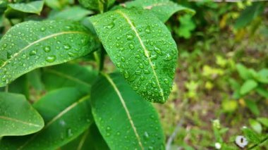 Bahar aylarında yeşil yapraklar ve fındık ağaçları, baharda ceviz ağaçları ve yeşil yapraklar büyür.