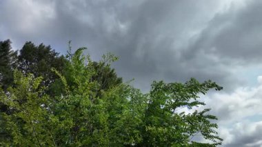Ağaçlar bulutlu gökyüzüne karşı. Tehditkar yağmur bulutları. Gökyüzü fırtınadan önce. Kötü hava. Gökteki kasırga. Yağmurlu bir gün. Yavaş çekim video 4k.