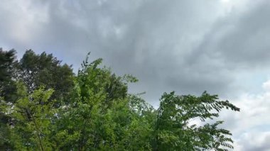 Ağaçlar bulutlu gökyüzüne karşı. Tehditkar yağmur bulutları. Gökyüzü fırtınadan önce. Kötü hava. Gökteki kasırga. Yağmurlu bir gün. Yavaş çekim video 4k.