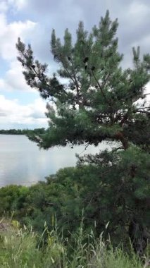 Nehrin kıyısına yürü. Göl kıyısı. Nehir kıyısında. Çimenler ve ağaçlar gölün kıyısında yetişir. Söğütlerin dalları suyun üzerinde uzanıyor. Uzak sahilde apartmanlar var..