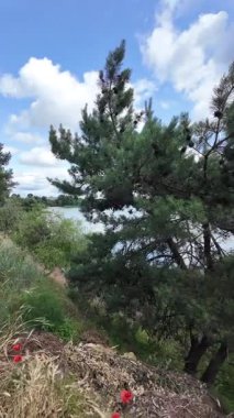 Nehrin kıyısına yürü. Göl kıyısı. Nehir kıyısında. Çimenler ve ağaçlar gölün kıyısında yetişir. Söğütlerin dalları suyun üzerinde uzanıyor. Uzak sahilde apartmanlar var..