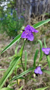 Mavi orman çiçeği. Rüzgarda sallanan narin mavi orman çiçeklerinin güzel videosu. Yumuşak esinti çiçekleri zarifçe hareket ettirir, sükunet ve sükunet hissi katar..