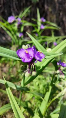 Mavi orman çiçeği. Rüzgarda sallanan narin mavi orman çiçeklerinin güzel videosu. Yumuşak esinti çiçekleri zarifçe hareket ettirir, sükunet ve sükunet hissi katar..
