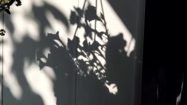 Duvardaki çiçeklerin gölgesi. Sıradışı bir şeklin duvarındaki gölge. Beyaz bir duvarda gölgeler.
