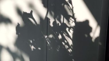 Duvardaki çiçeklerin gölgesi. Sıradışı bir şeklin duvarındaki gölge. Beyaz bir duvarda gölgeler.