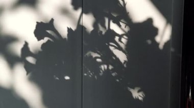 Duvardaki çiçeklerin gölgesi. Sıradışı bir şeklin duvarındaki gölge. Beyaz bir duvarda gölgeler.