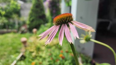 Ekinezya çiçekleri. Echinacea Purpurea çiçekleri, Mor Coneflower tarlası, seçici odaklanma. Mor Koni Çiçeği Doğada Yavaş Çekim 4K Görüntüsü