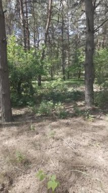 Karışık orman. Çam ağacı. Yaz ormanlarında yürüyüş. Doğa yürüyüşü. Ağaçların gölgesi. Ağaç gövdelerinden ışık geçiyor. Doğal doğa. 4k video 23.98p. Cinema Style Log-C video serisi.