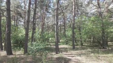 Karışık orman. Çam ağacı. Yaz ormanlarında yürüyüş. Doğa yürüyüşü. Ağaçların gölgesi. Ağaç gövdelerinden ışık geçiyor. Doğal doğa. 4k video 23.98p. Cinema Style Log-C video serisi.