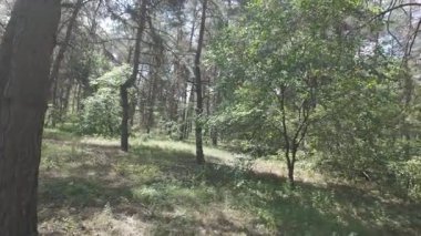 Karışık orman. Çam ağacı. Yaz ormanlarında yürüyüş. Doğa yürüyüşü. Ağaçların gölgesi. Ağaç gövdelerinden ışık geçiyor. Doğal doğa. 4k video 23.98p. Cinema Style Log-C video serisi.