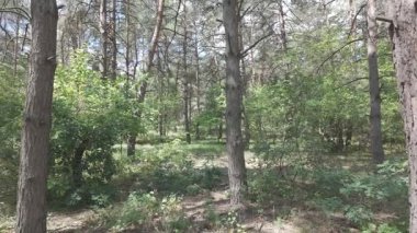 Karışık orman. Çam ağacı. Yaz ormanlarında yürüyüş. Doğa yürüyüşü. Ağaçların gölgesi. Ağaç gövdelerinden ışık geçiyor. Doğal doğa. 4k video 23.98p. Cinema Style Log-C video serisi.