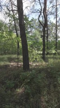 Karışık orman. Çam ağacı. Yaz ormanlarında yürüyüş. Doğa yürüyüşü. Ağaçların gölgesi. Ağaç gövdelerinden ışık geçiyor. Doğal doğa. 4k video 23.98p. Cinema Style Log-C video serisi.