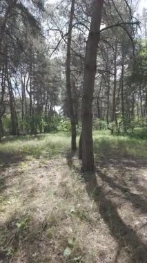 Karışık orman. Çam ağacı. Yaz ormanlarında yürüyüş. Doğa yürüyüşü. Ağaçların gölgesi. Ağaç gövdelerinden ışık geçiyor. Doğal doğa. 4k video 23.98p. Cinema Style Log-C video serisi.