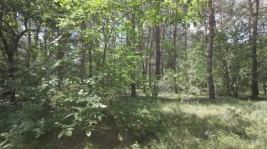 Karışık orman. Çam ağacı. Yaz ormanlarında yürüyüş. Doğa yürüyüşü. Ağaçların gölgesi. Ağaç gövdelerinden ışık geçiyor. Doğal doğa. 4k video 23.98p. Cinema Style Log-C video serisi.