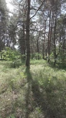 Karışık orman. Çam ağacı. Yaz ormanlarında yürüyüş. Doğa yürüyüşü. Ağaçların gölgesi. Ağaç gövdelerinden ışık geçiyor. Doğal doğa. 4k video 23.98p. Cinema Style Log-C video serisi.