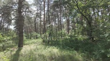 Karışık orman. Çam ağacı. Yaz ormanlarında yürüyüş. Doğa yürüyüşü. Ağaçların gölgesi. Ağaç gövdelerinden ışık geçiyor. Doğal doğa. 4k video 23.98p. Cinema Style Log-C video serisi.