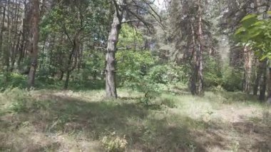 Karışık orman. Çam ağacı. Yaz ormanlarında yürüyüş. Doğa yürüyüşü. Ağaçların gölgesi. Ağaç gövdelerinden ışık geçiyor. Doğal doğa. 4k video 23.98p. Cinema Style Log-C video serisi.