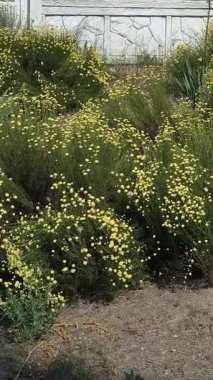 Sarı çiçekli yeşil çalılar. Yaz çiçeği tarhında. Bir sürü küçük sarı çiçek. Tüylü yeşil çalı.