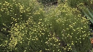 Sarı çiçekli yeşil çalılar. Yaz çiçeği tarhında. Bir sürü küçük sarı çiçek. Tüylü yeşil çalı.