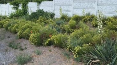 Sarı çiçekli yeşil çalılar. Yaz çiçeği tarhında. Bir sürü küçük sarı çiçek. Tüylü yeşil çalı.