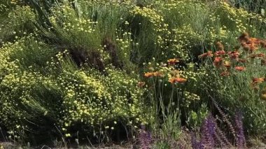 Sarı çiçekli yeşil çalılar. Yaz çiçeği tarhında. Bir sürü küçük sarı çiçek. Tüylü yeşil çalı.