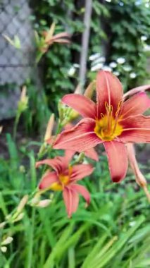 Kırmızı zambak. Siyah arka planda güzel kırmızı zambak çiçeğini suluyorum. Çiçeklere sprey suyu sıkıyorum Lily. Ev bitkilerinin bakımı. Lily 'nin açılışı için güzel çiçekler. Nilüfer çiçekleri açıyor