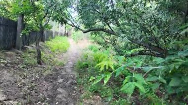 Doğa yürüyüşü. Güneşli güzel bir sabahta tasasız ve rahatlatıcı bir an. Çıplak ayakla çayırda volta atan bir kadın. Doğada seyahat eden biri. 4k video