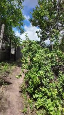 Doğa yürüyüşü. Güneşli güzel bir sabahta tasasız ve rahatlatıcı bir an. Çıplak ayakla çayırda volta atan bir kadın. Doğada seyahat eden biri. 4k video