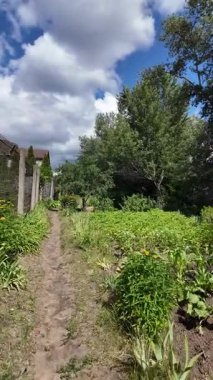 Doğa yürüyüşü. Güneşli güzel bir sabahta tasasız ve rahatlatıcı bir an. Çıplak ayakla çayırda volta atan bir kadın. Doğada seyahat eden biri. 4k video