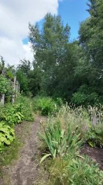 Doğa yürüyüşü. Güneşli güzel bir sabahta tasasız ve rahatlatıcı bir an. Çıplak ayakla çayırda volta atan bir kadın. Doğada seyahat eden biri. 4k video