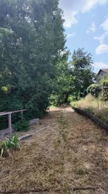 Doğa yürüyüşü. Güneşli güzel bir sabahta tasasız ve rahatlatıcı bir an. Çıplak ayakla çayırda volta atan bir kadın. Doğada seyahat eden biri. 4k video