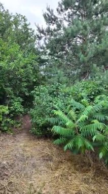 Doğa yürüyüşü. Güneşli güzel bir sabahta tasasız ve rahatlatıcı bir an. Çıplak ayakla çayırda volta atan bir kadın. Doğada seyahat eden biri. 4k video