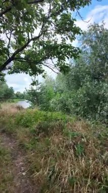 Doğa yürüyüşü. Güneşli güzel bir sabahta tasasız ve rahatlatıcı bir an. Çıplak ayakla çayırda volta atan bir kadın. Doğada seyahat eden biri. 4k video