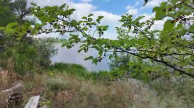 Doğa yürüyüşü. Güneşli güzel bir sabahta tasasız ve rahatlatıcı bir an. Çıplak ayakla çayırda volta atan bir kadın. Doğada seyahat eden biri. 4k video