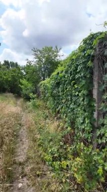 Doğa yürüyüşü. Güneşli güzel bir sabahta tasasız ve rahatlatıcı bir an. Çıplak ayakla çayırda volta atan bir kadın. Doğada seyahat eden biri. 4k video