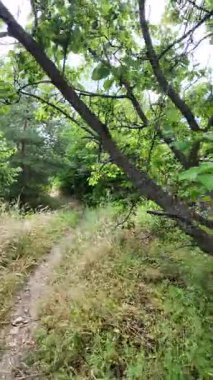 Doğa yürüyüşü. Güneşli güzel bir sabahta tasasız ve rahatlatıcı bir an. Çıplak ayakla çayırda volta atan bir kadın. Doğada seyahat eden biri. 4k video