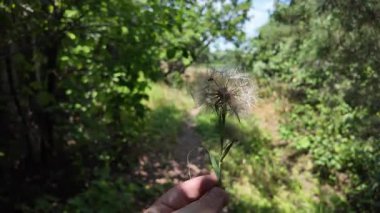 Elinde büyük bir karahindiba var. Güzel, kocaman bir karahindiba. Yeşil arka planda karahindiba.