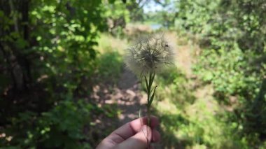 Elinde büyük bir karahindiba var. Güzel, kocaman bir karahindiba. Yeşil arka planda karahindiba.