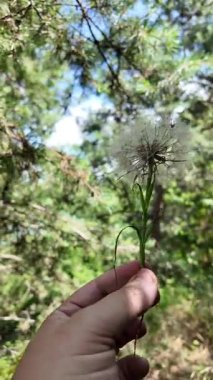Elinde büyük bir karahindiba var. Güzel, kocaman bir karahindiba. Yeşil arka planda karahindiba.