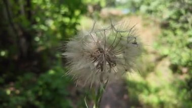 Elinde büyük bir karahindiba var. Güzel, kocaman bir karahindiba. Yeşil arka planda karahindiba.
