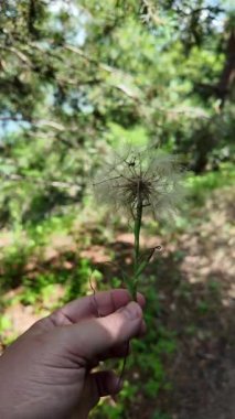 Elinde büyük bir karahindiba var. Güzel, kocaman bir karahindiba. Yeşil arka planda karahindiba.