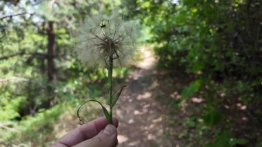 Elinde büyük bir karahindiba var. Güzel, kocaman bir karahindiba. Yeşil arka planda karahindiba.