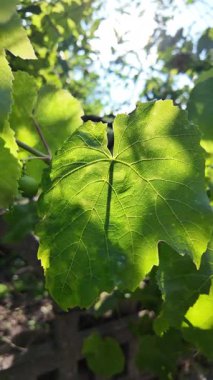 Güneş, üzüm yapraklarının üzerinde ışınlarıyla oynar. Güneşin altında şeffaf üzüm yaprakları. Üzerinde gölge olan yeşil yapraklı bir bitki. Gölge karanlık ve bitki ön planda.