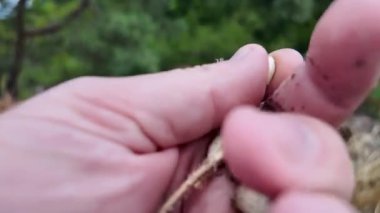 Avucunun içine haşhaş tohumu dök. Kapsülden bir ele haşhaş tohumu dök. kuru gelincik çiçeği