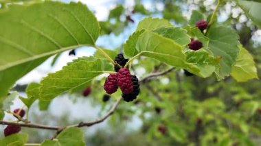 Olgun morus meyveli dut ağacı. Ağacın dalında dut. Ağaçtan taze dut.