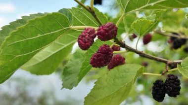 Olgun morus meyveli dut ağacı. Ağacın dalında dut. Ağaçtan taze dut.