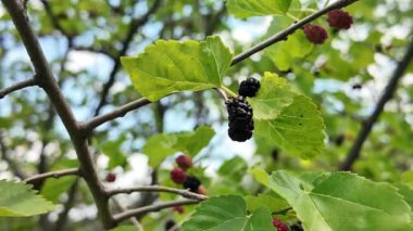Olgun morus meyveli dut ağacı. Ağacın dalında dut. Ağaçtan taze dut.